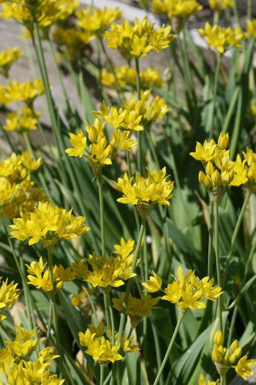 Bild von Allium moly