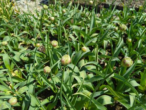 Bild von Allium nigrum