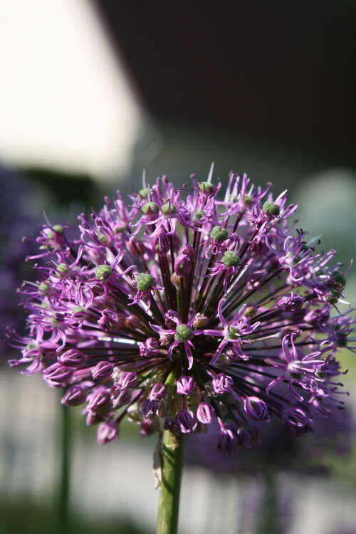 Bild von Allium rosenbachianum