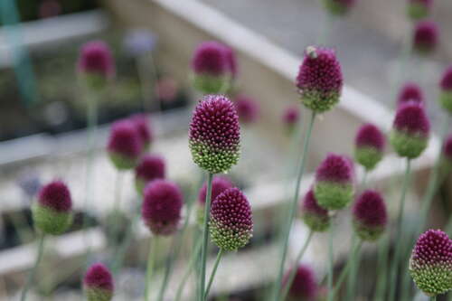 Bild von Kugelkopfiger Lauch