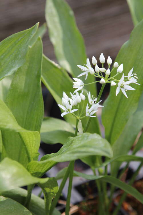 Bild von Allium ursinum