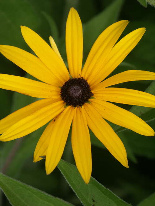 Bild von Rudbeckia fulgida var.deamii