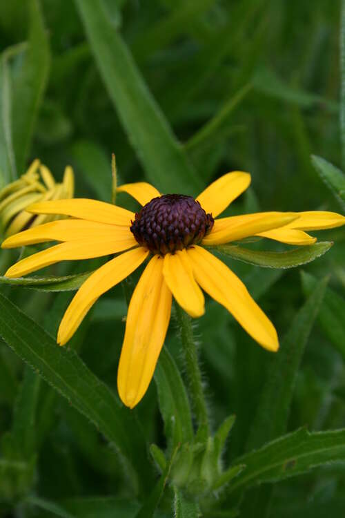 Bild von Rudbeckia fulgida var.speciosa