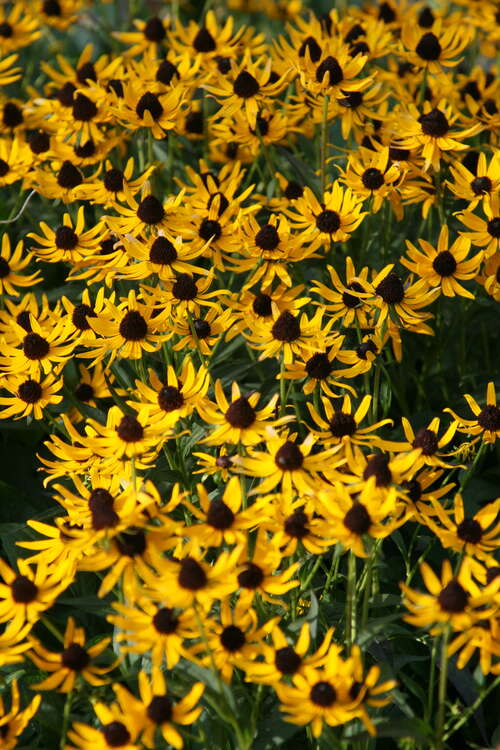 Bild von Rudbeckia fulgida Little Gold Star
