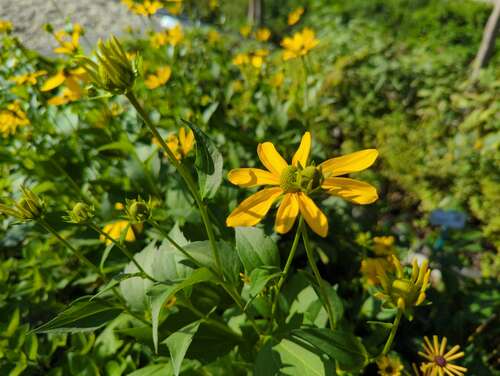 Bild von Rudbeckia lanciniata Goldball