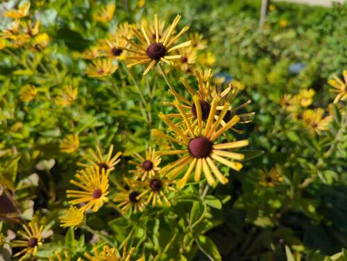 Bild von Rudbeckia subtomentosa Little Henry