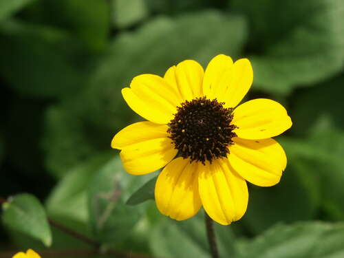 Bild von Rudbeckia triloba