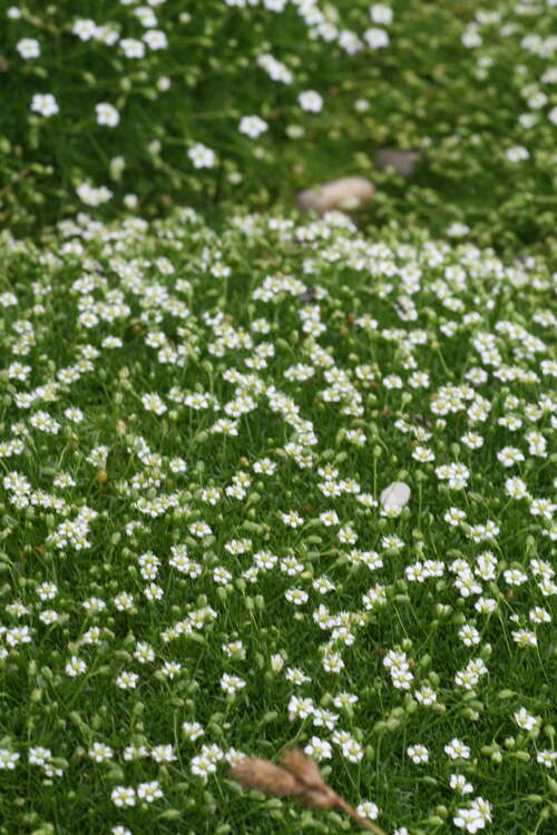 Bild von Sagina subulata veg.