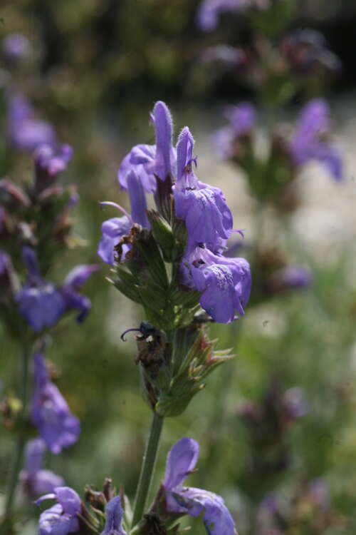 Bild von Salvia lavandulifolia