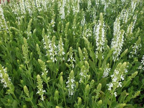 Bild von Garten-Salbei