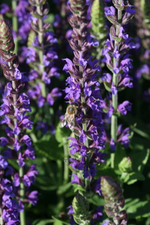 Bild von Salvia nemorosa Blaukönigin