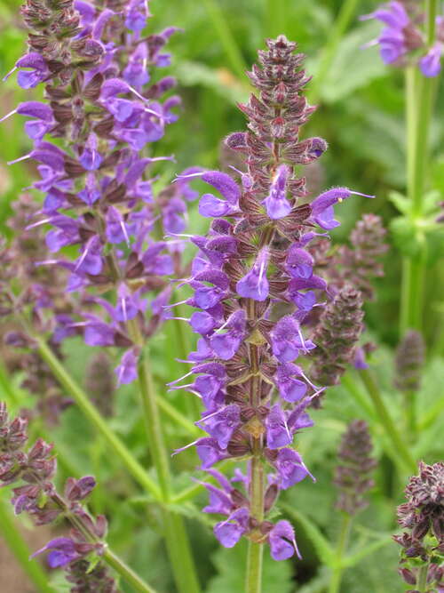 Bild von Salvia nemorosa Mainacht