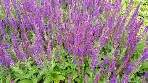 Bild von Salvia nemorosa Ostfriesland