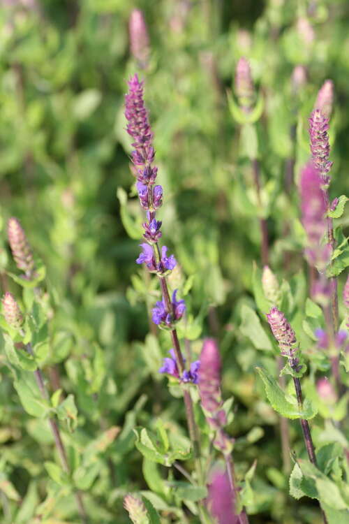 Bild von Salvia nemorosa Tänzerin