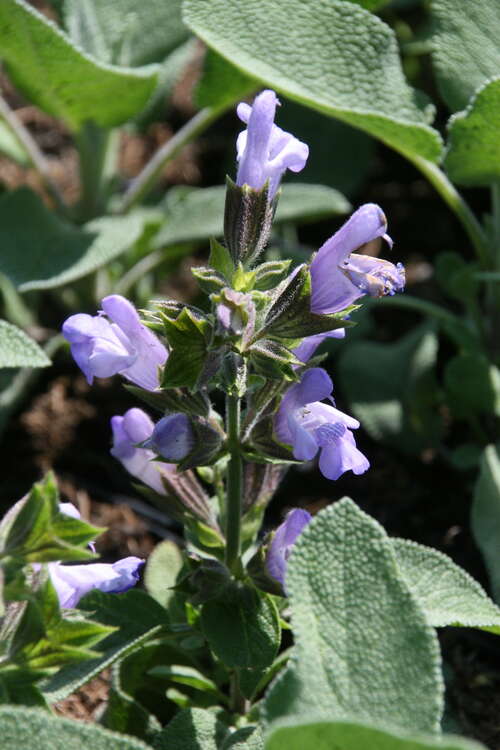 Bild von Salvia officinalis Berggarten