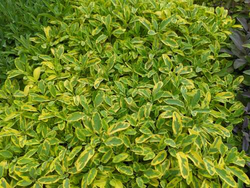 Bild von Salvia officinalis Icterina