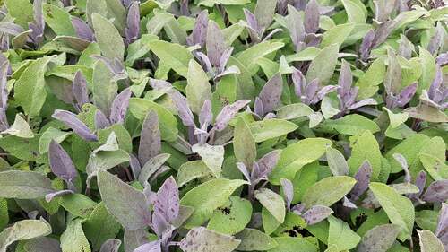 Bild von Salvia officinalis Purpurascens