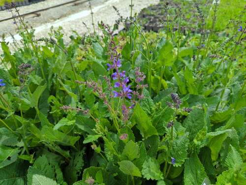 Bild von Wiesen-Salbei