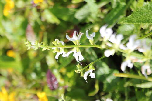 Bild von Salvia pratensis Swan Lake