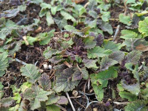 Bild von Salvia pratensis Twilight-Serenade