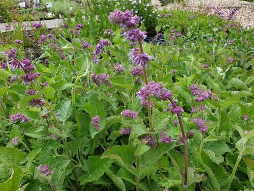 Bild von Quirlblütiger Garten-Salbei