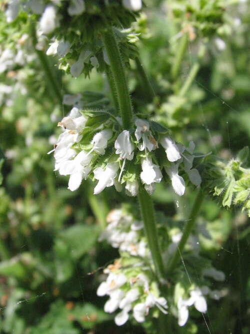 Bild von Quirlblütiger Garten-Salbei