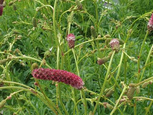 Bild von Wiesenknopf