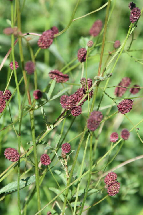 Bild von Sanguisorba officinalis