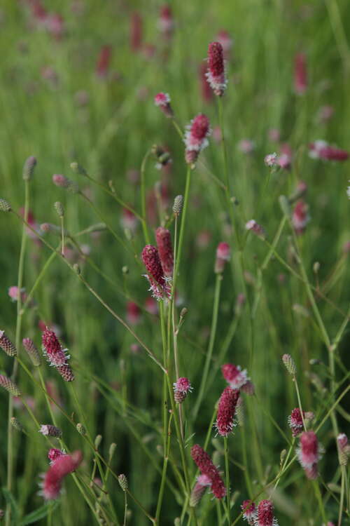 Bild von Rosa Wiesenknopf