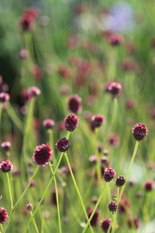 Bild von Wiesenknopf