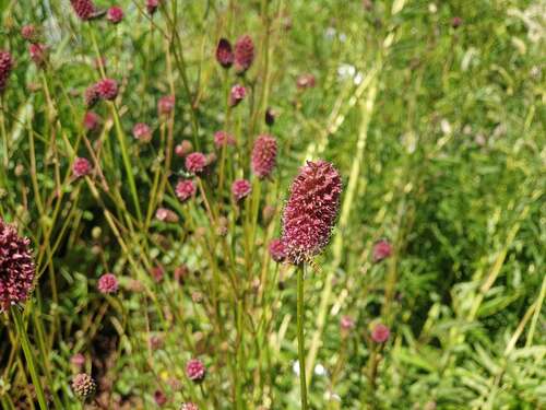 Bild von Wiesenknopf