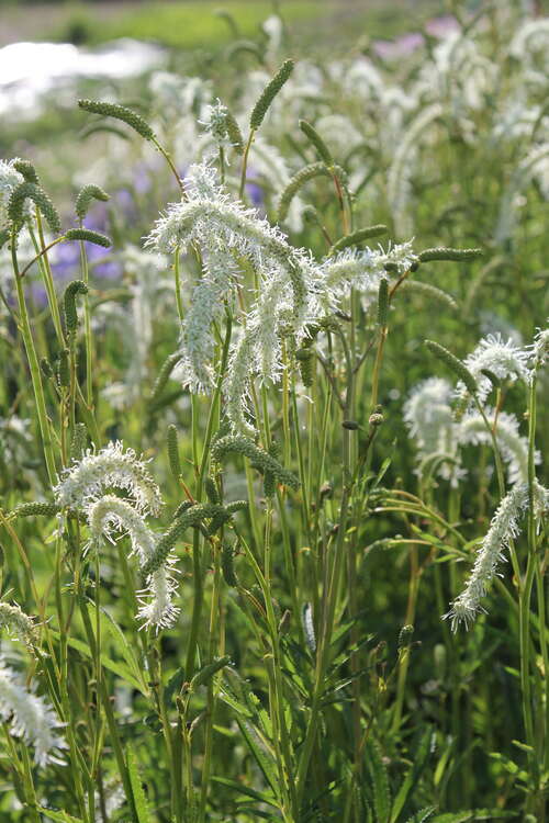 Bild von Wiesenknopf