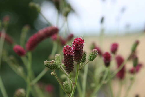 Bild von Wiesenknopf