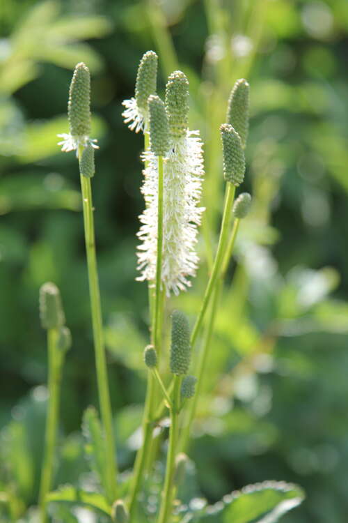 Bild von Wiesenknopf