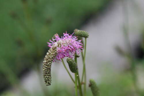 Bild von Wiesenknopf