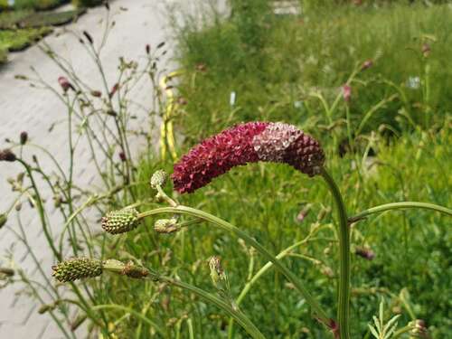 Bild von Wiesenknopf