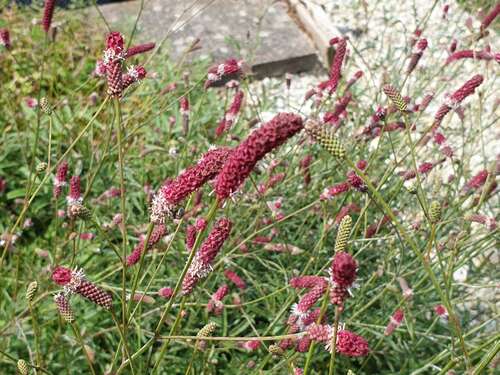 Bild von Wiesenknopf