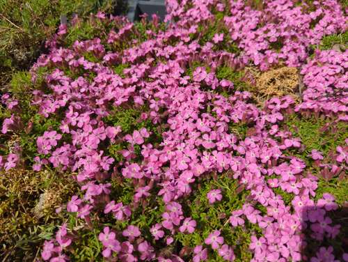 Bild von Bressingham-Polster-Seifenkrau