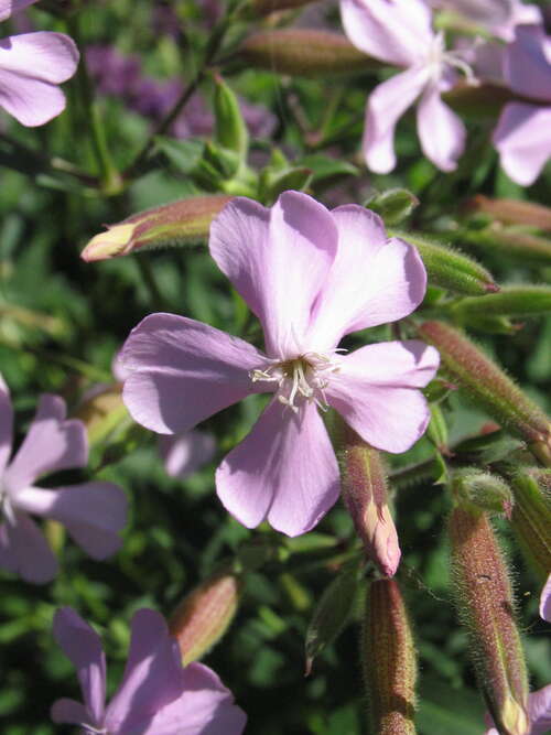 Bild von Freis Seifenkraut