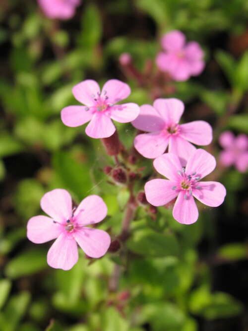 Bild von Saponaria ocymoides