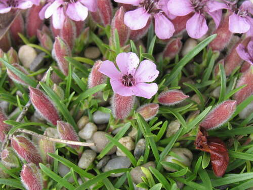 Bild von Saponaria x-olivana