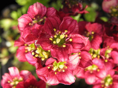 Bild von Garten-Moos-Steinbrech