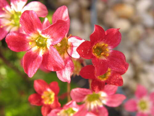 Bild von Saxifraga x-arendsii Rosenzwerg