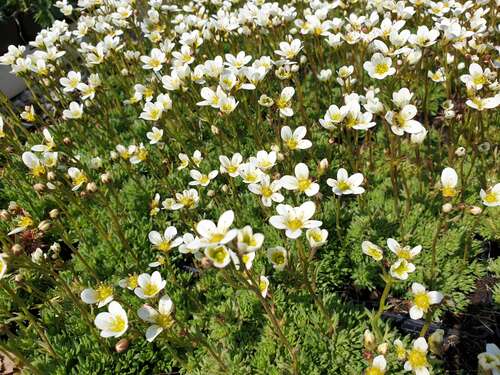 Bild von Saxifraga x-arendsii Schneeweißchen