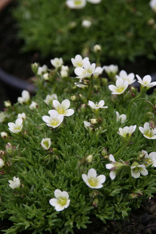 Bild von Saxifraga x-arendsii Schneezwerg