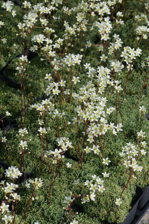 Bild von Blaugrüner Steinbrech