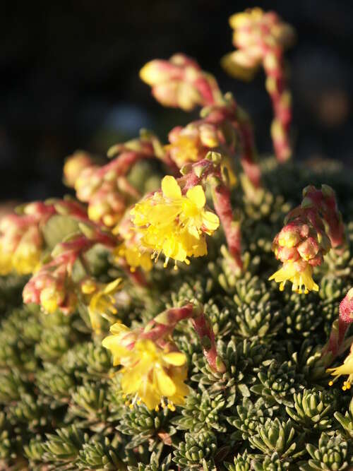 Bild von Garten-Vorfrühlings-Steinbrech