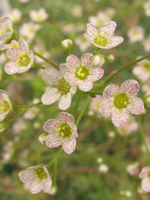 Bild von Saxifraga paniculata Moly