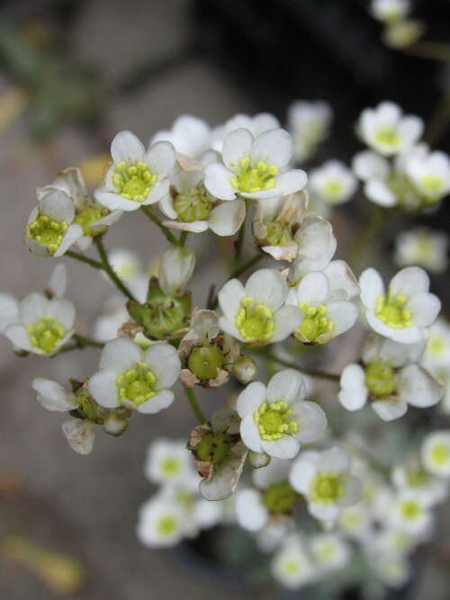 Bild von Saxifraga paniculata White Hills