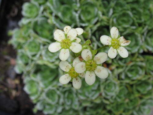 Bild von Saxifraga panicul. ssp.-brevifolia